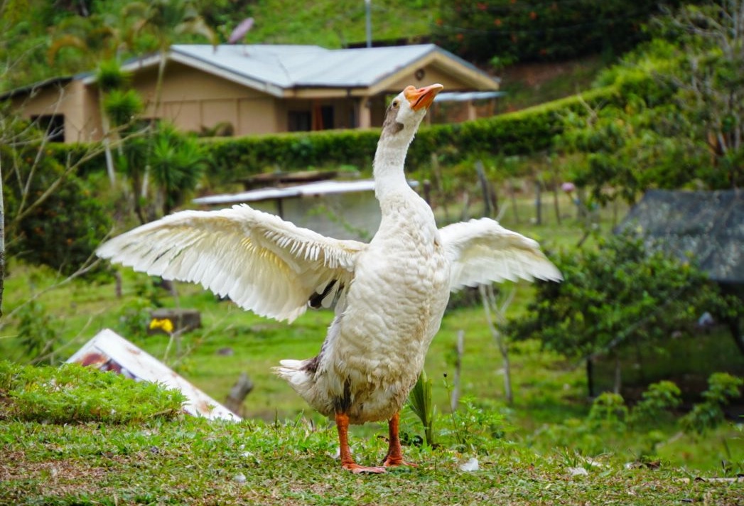 Rancho de Cucho on the Camino de Costa Rica