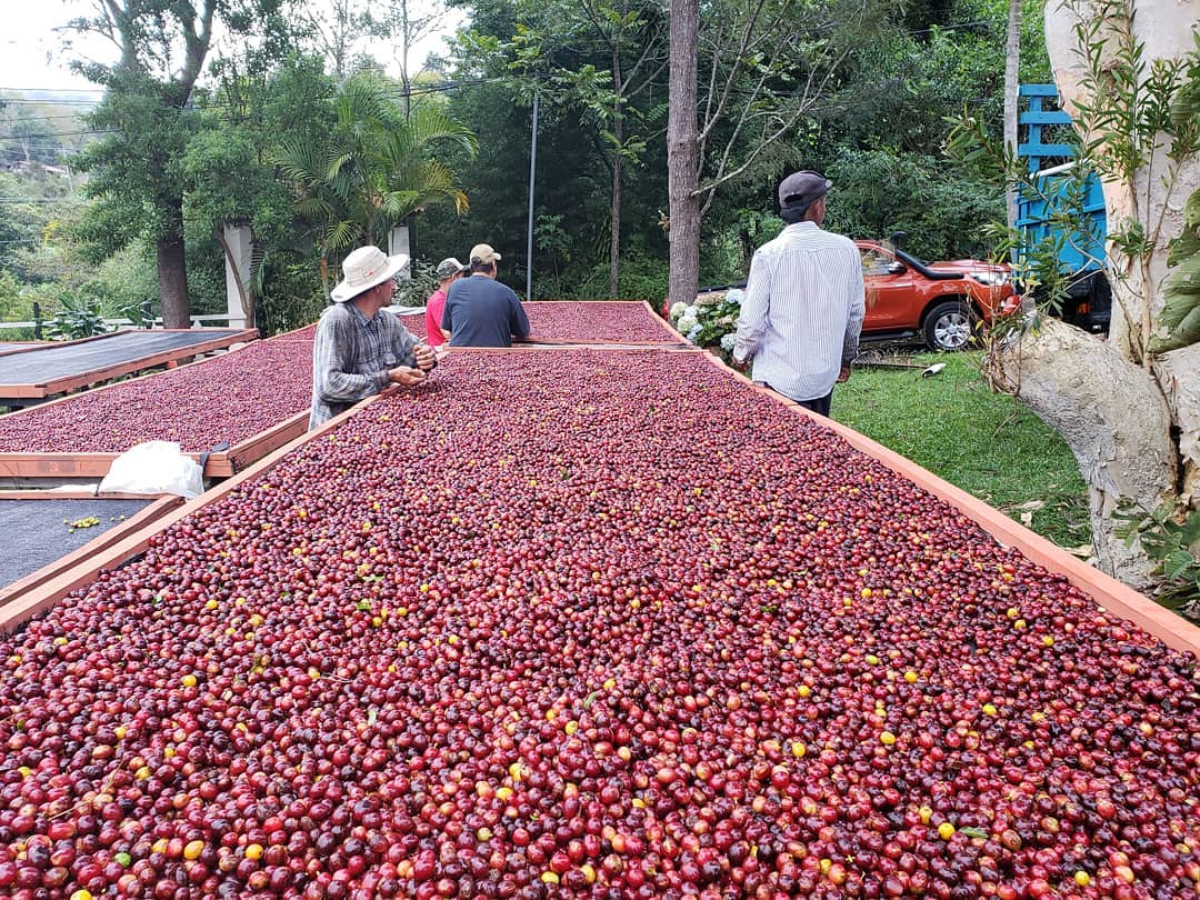 Stage 12 - Cafe Haug coffee tour