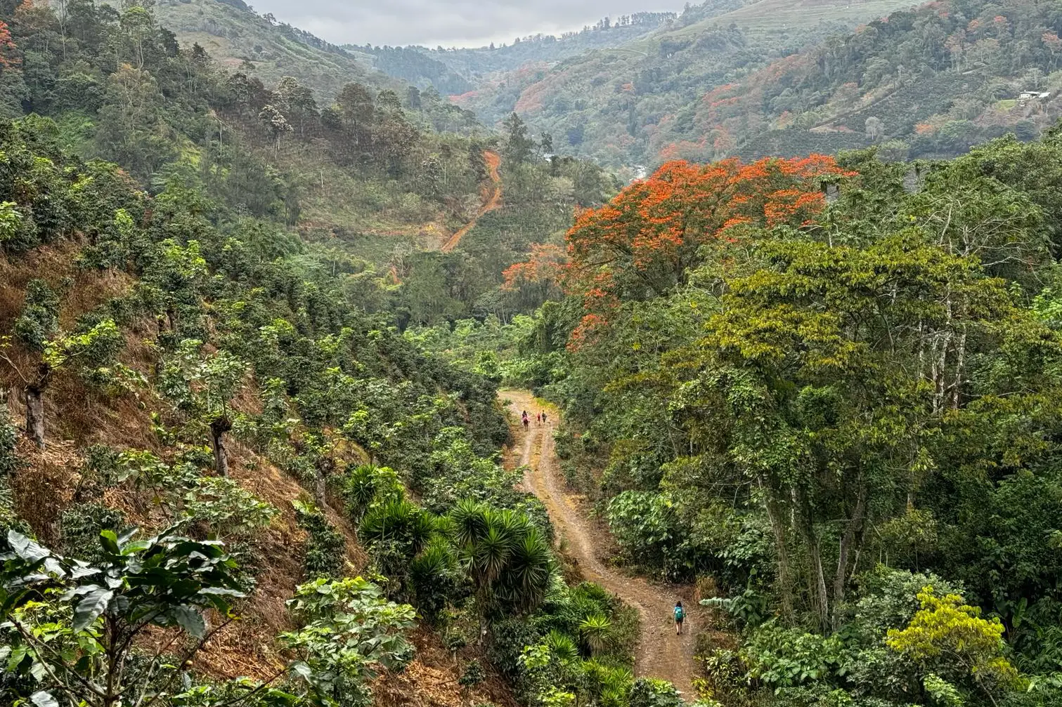 A meandering path along the Camino de Costa Rica